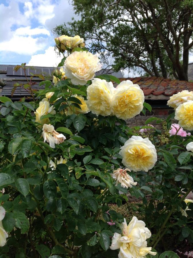 Orchard Cottage, Clematis Cottages, Stamford. Accessible Luxury Home. Buitenkant foto